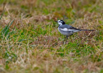 White Wagtail 多摩川 Wed, 12/9/2020