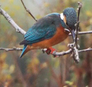 Tue, 12/29/2020 Birding report at さいたま市