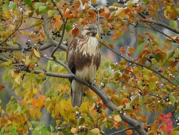 ノスリ 弥冨野鳥園 2016年11月20日(日)