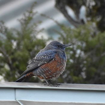 イソヒヨドリ 京都市宝ヶ池公園 2020年12月29日(火)