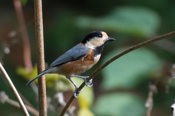 Varied Tit 横浜市 Sun, 11/20/2016