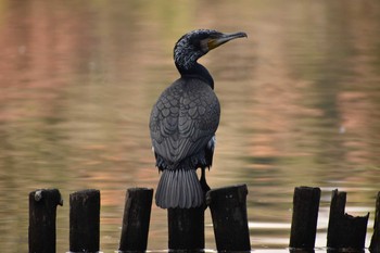 カワウ 京都市宝ヶ池公園 2020年12月28日(月)