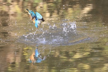 カワセミ 大阪城公園 2020年12月28日(月)