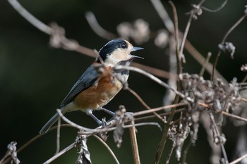 Varied Tit 横浜市 Sun, 11/20/2016