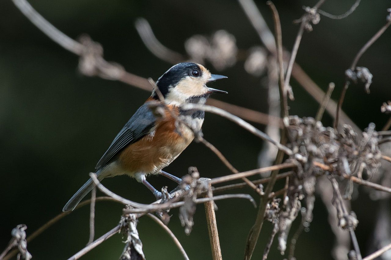 Photo of Varied Tit at 横浜市 by komezou