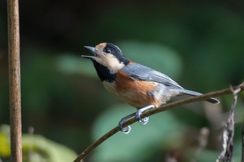 Varied Tit 横浜市 Sun, 11/20/2016