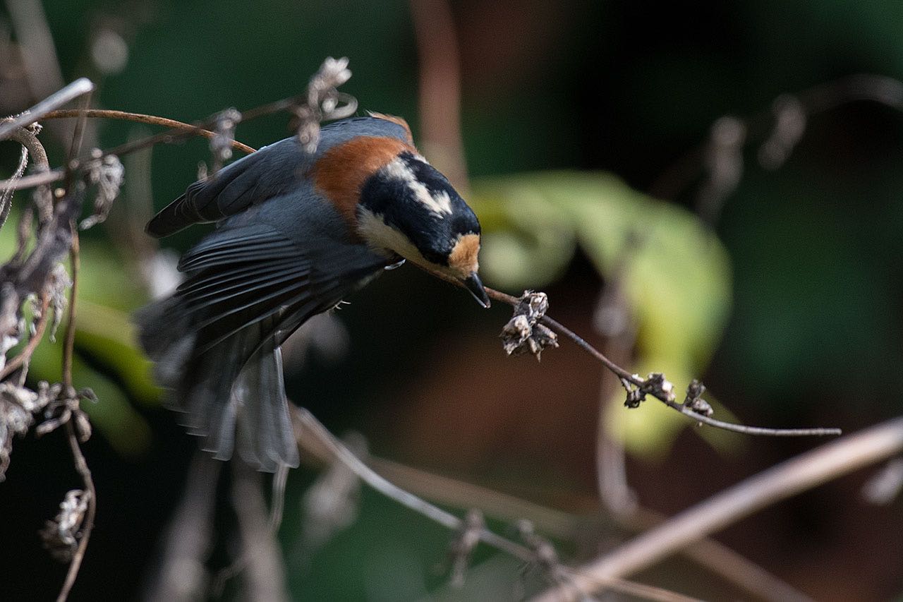 Photo of Varied Tit at 横浜市 by komezou