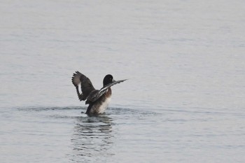 2020年12月29日(火) 千葉県の野鳥観察記録