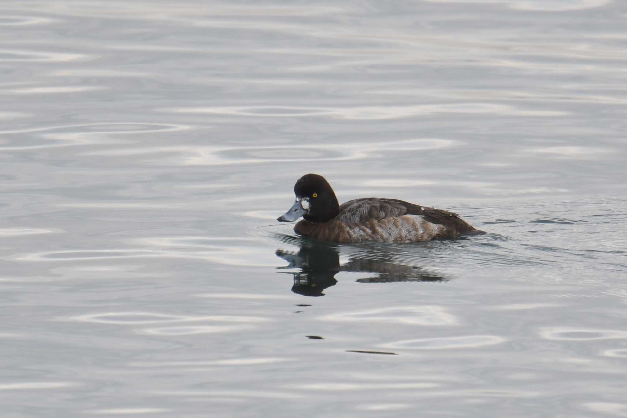 Lesser Scaup