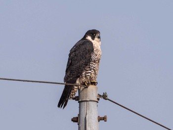 2020年12月29日(火) 稲敷市の野鳥観察記録