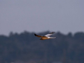 Tue, 12/29/2020 Birding report at 稲敷市甘田干拓