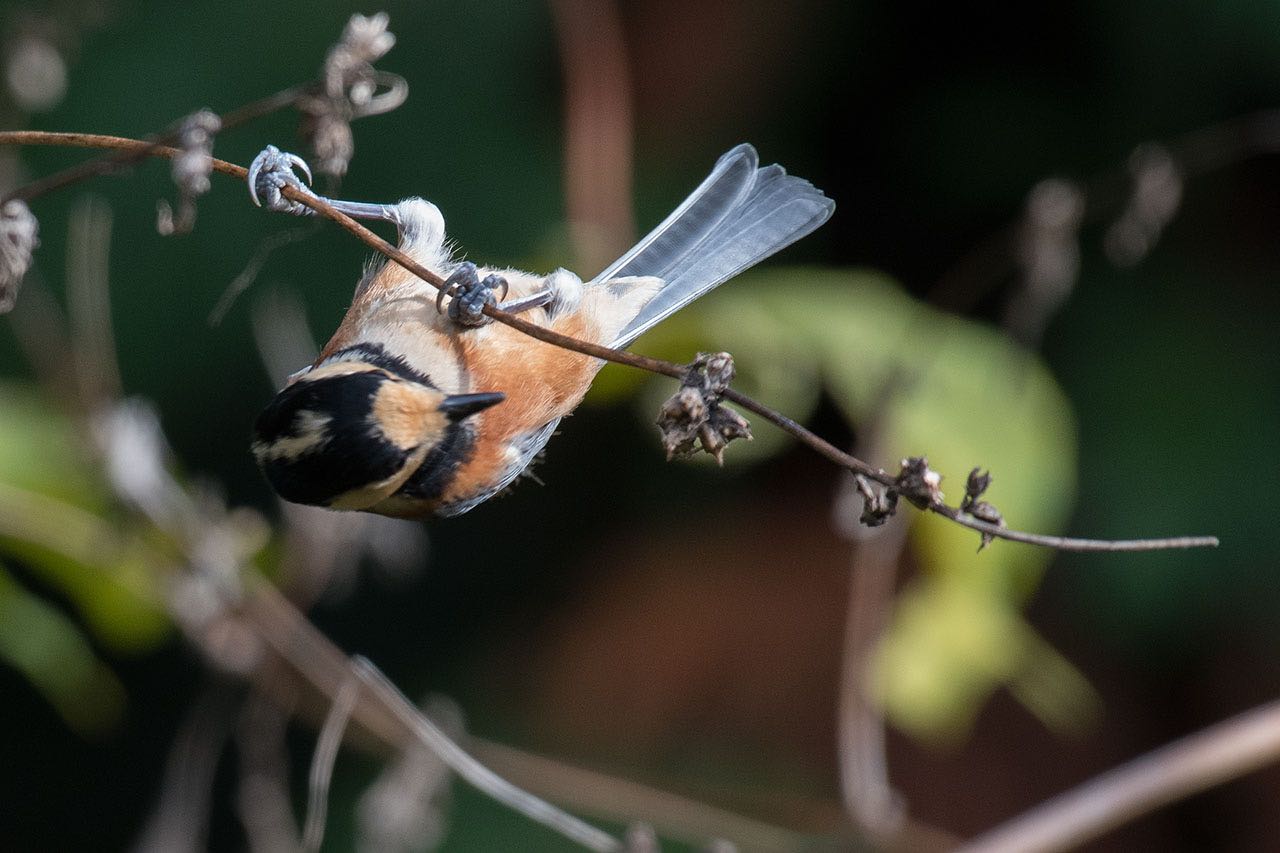 Photo of Varied Tit at 横浜市 by komezou