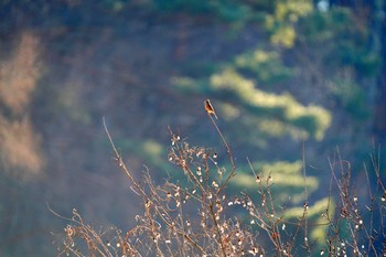 Meadow Bunting 佐久市 Sun, 12/27/2020