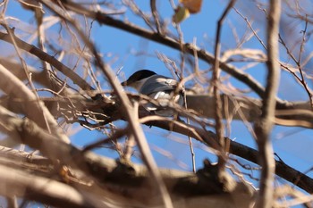 2020年12月16日(水) 三ツ池公園(横浜市鶴見区)の野鳥観察記録