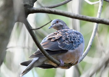 2020年12月13日(日) 東高根森林公園の野鳥観察記録