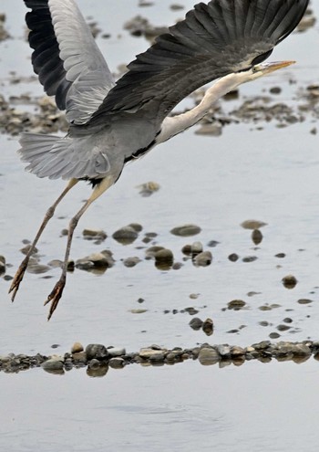 2020年12月13日(日) 多摩川の野鳥観察記録