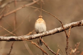 Mon, 12/28/2020 Birding report at 南アルプス邑野鳥公園