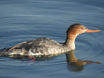 Red-breasted Merganser 日の出三番瀬沿い緑道 Tue, 12/29/2020