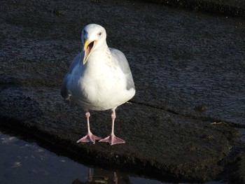 Vega Gull 日の出三番瀬沿い緑道 Tue, 12/29/2020