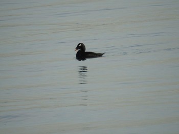 White-winged Scoter 日の出三番瀬沿い緑道 Tue, 12/29/2020