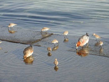 Dunlin 日の出三番瀬沿い緑道 Tue, 12/29/2020