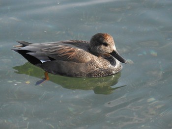 Gadwall 日の出三番瀬沿い緑道 Tue, 12/29/2020