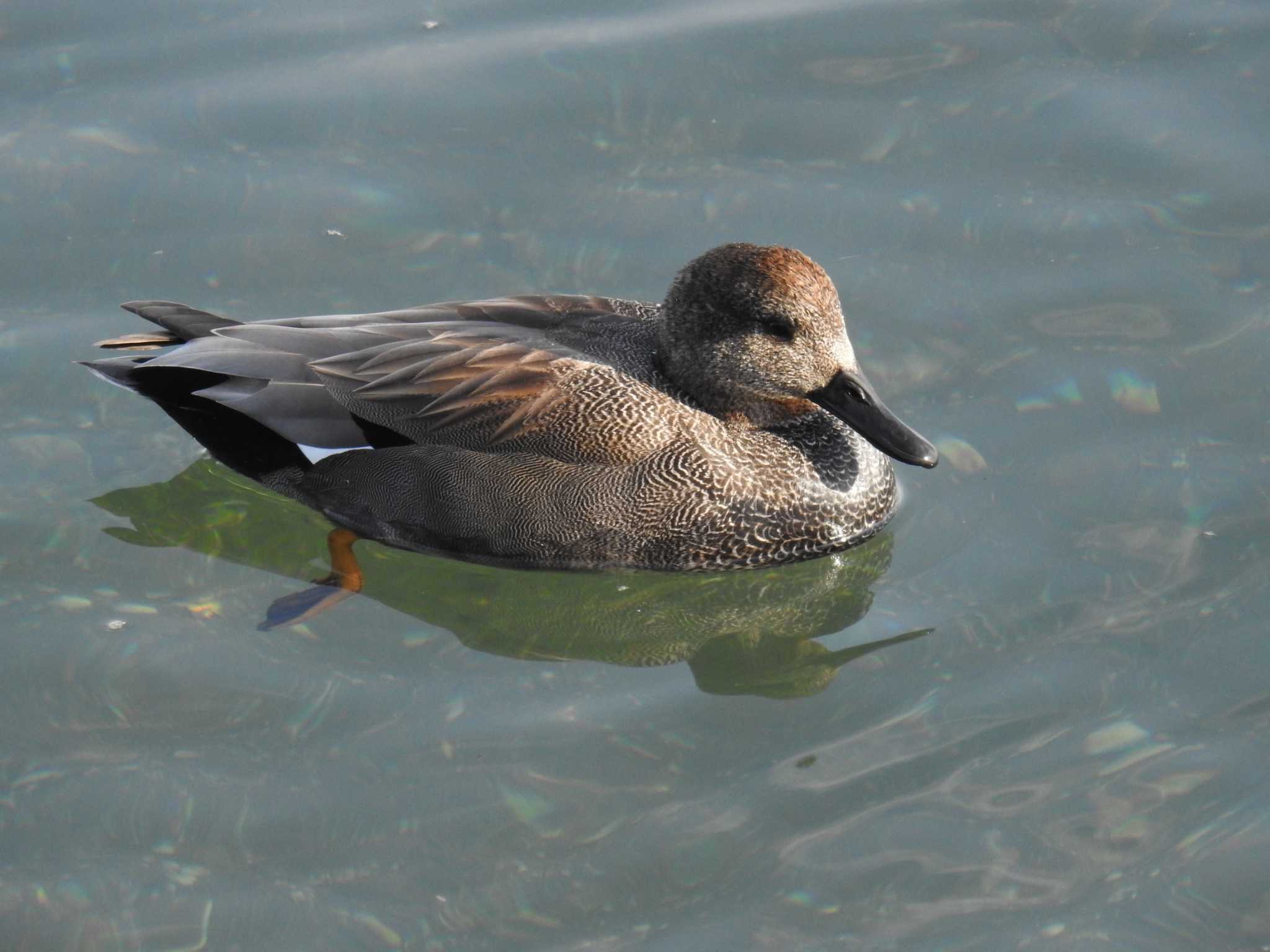 Photo of Gadwall at 日の出三番瀬沿い緑道 by Kozakuraband