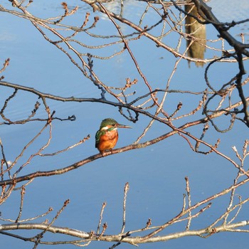 Common Kingfisher 市川市 Fri, 12/25/2020