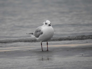 2020年12月29日(火) ふなばし三番瀬海浜公園の野鳥観察記録