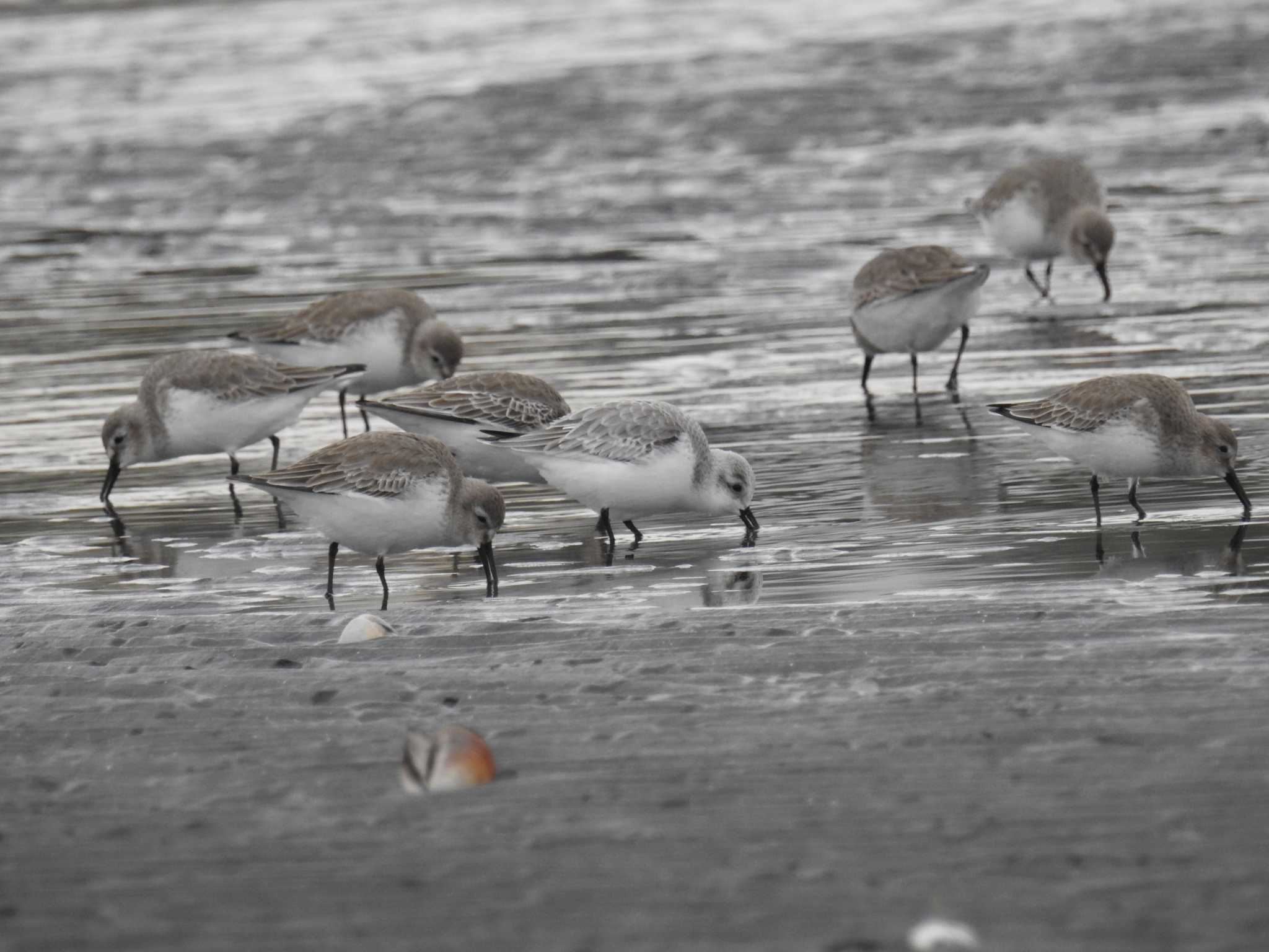 ふなばし三番瀬海浜公園 ミユビシギの写真