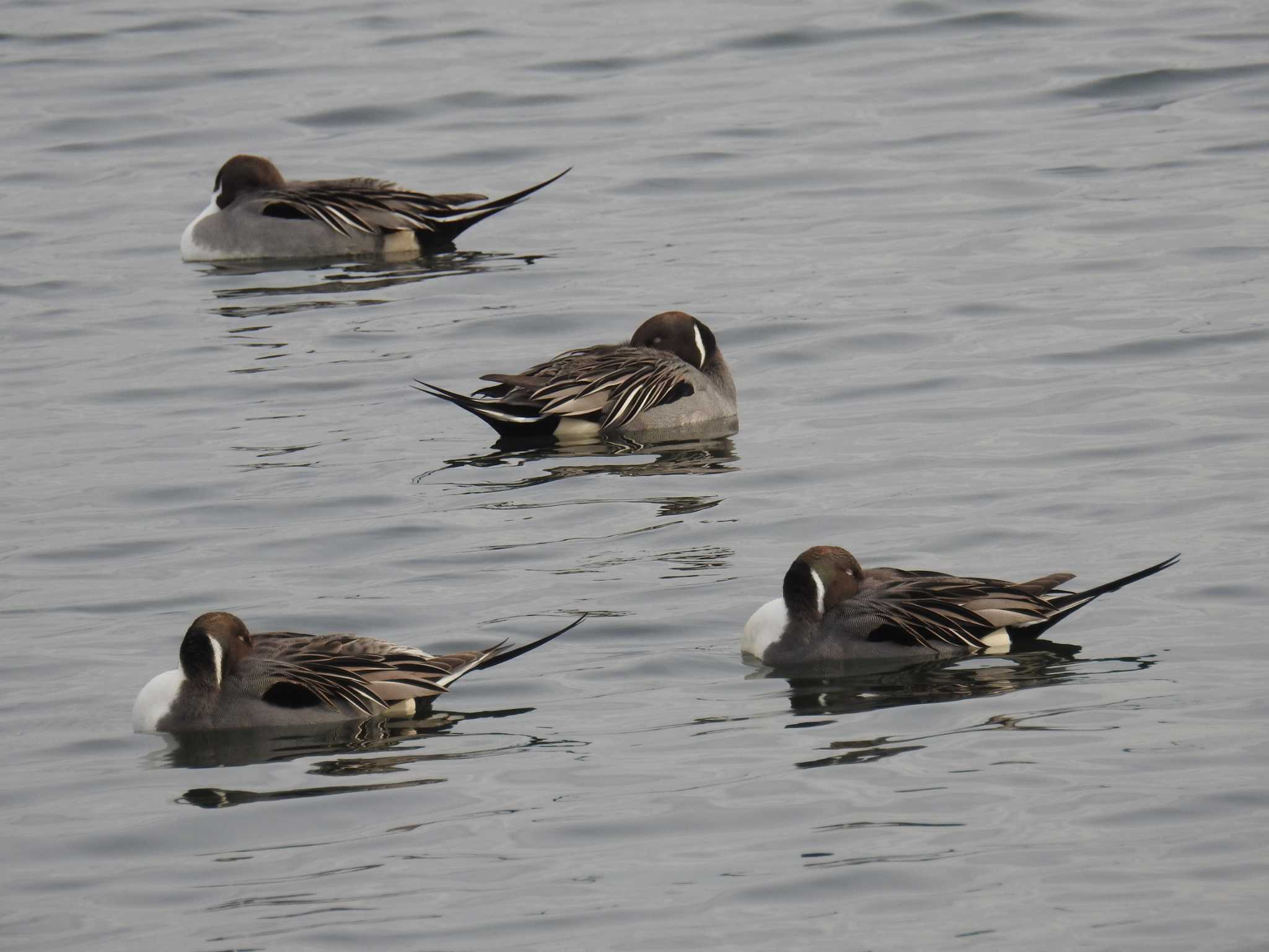 ふなばし三番瀬海浜公園 オナガガモの写真