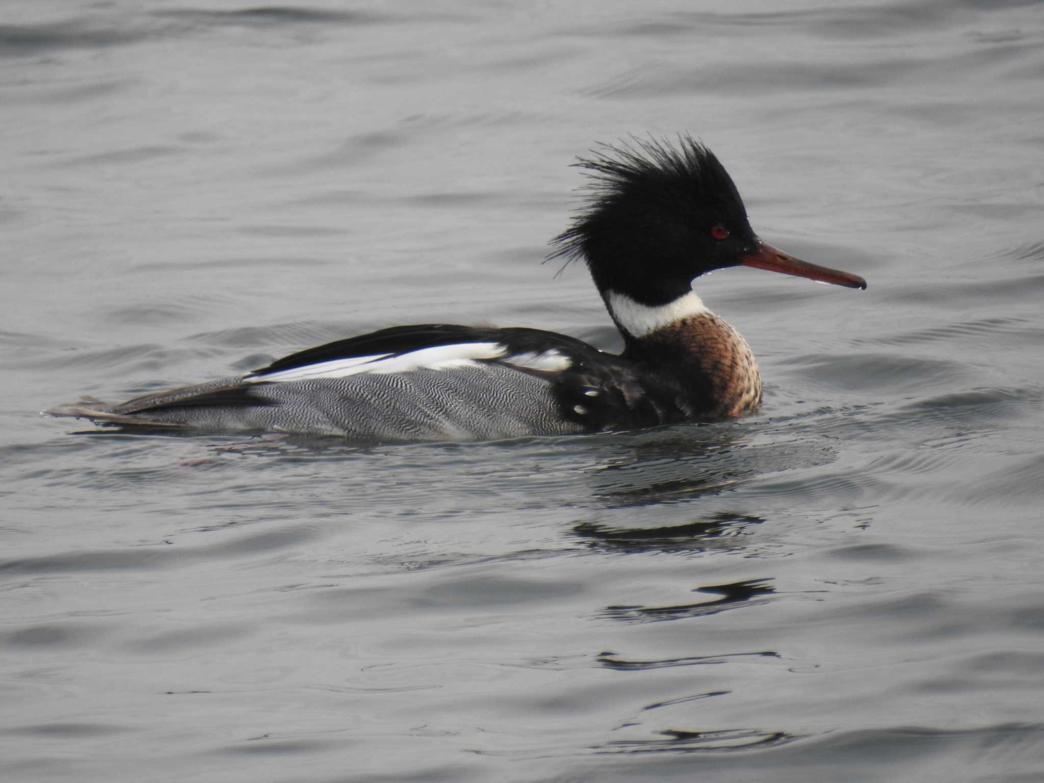 ふなばし三番瀬海浜公園 ウミアイサの写真