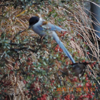 Azure-winged Magpie 横十間川 Wed, 12/30/2020