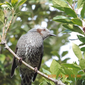 Brown-eared Bulbul 木場 Wed, 12/30/2020