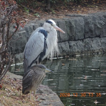 Grey Heron 横十間川 Wed, 12/30/2020