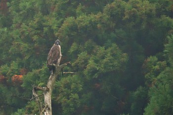 クマタカ 滋賀県 2016年11月20日(日)