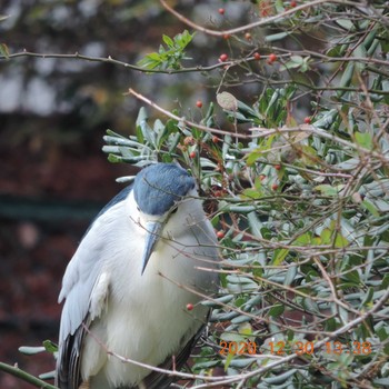 Black-crowned Night Heron 横十間川 Wed, 12/30/2020