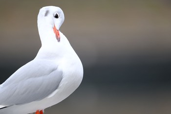 Black-headed Gull 東京都 Tue, 12/29/2020