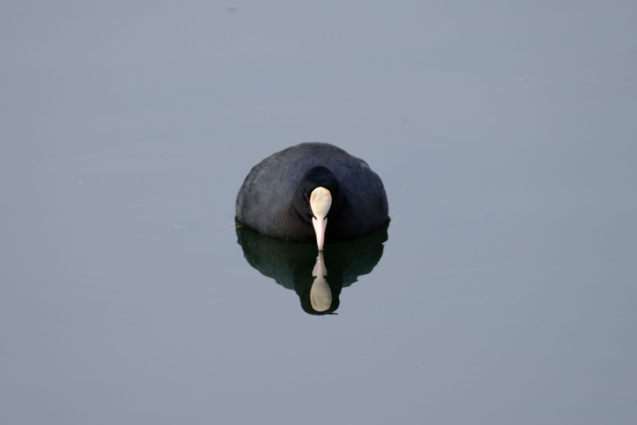 Photo of Eurasian Coot at 東京都 by toru