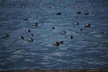 ホシハジロ 和歌山県 2020年12月30日(水)