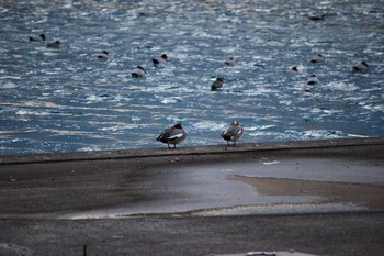 ヒドリガモ 和歌山県 2020年12月30日(水)