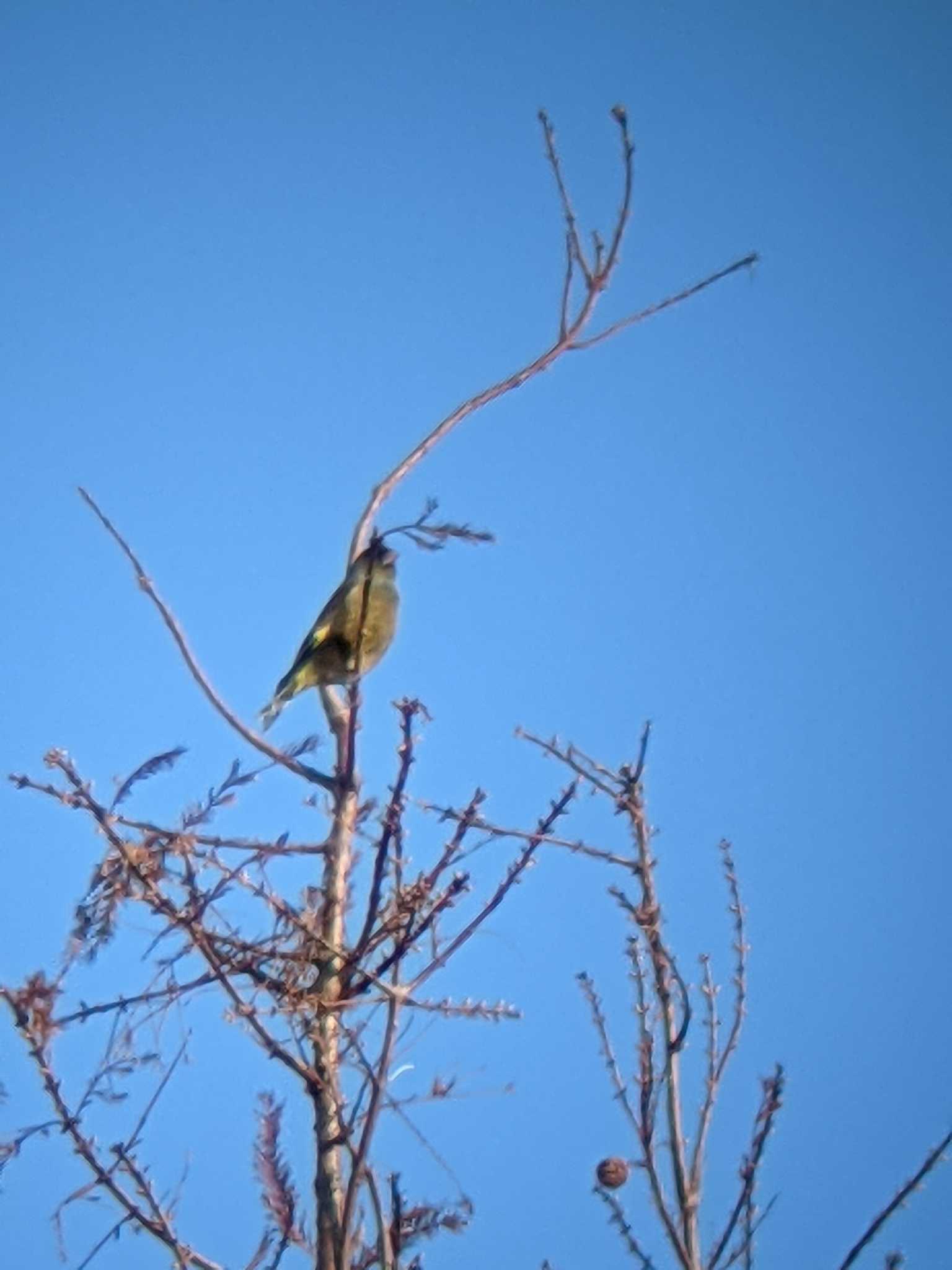 秋ヶ瀬公園 カワラヒワの写真