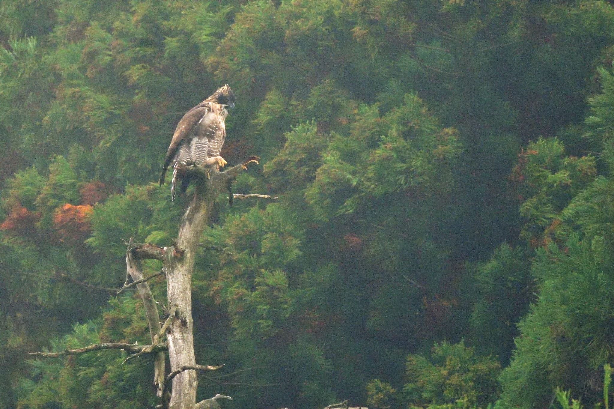 滋賀県 クマタカの写真