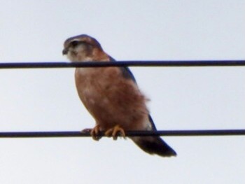 2020年12月30日(水) 五主池の野鳥観察記録