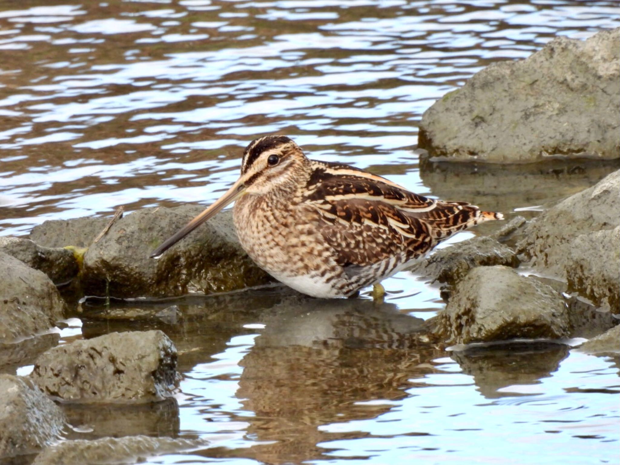 Photo of Common Snipe at Gonushi Pond by カモちゃん