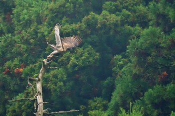 クマタカ 滋賀県 2016年11月20日(日)