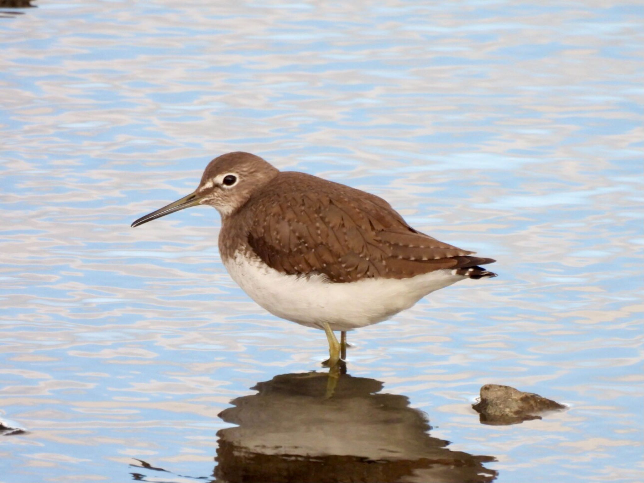 Green Sandpiper