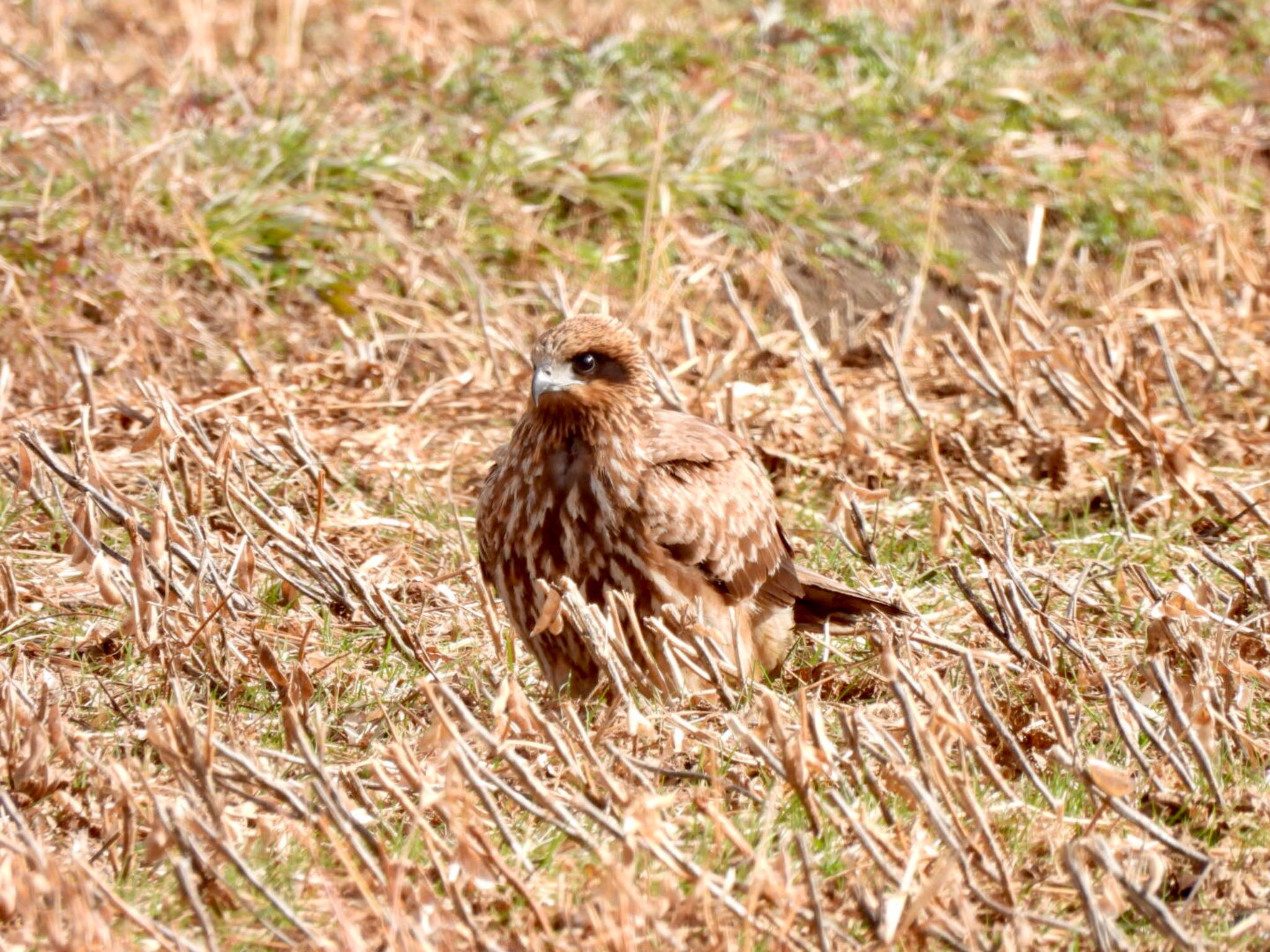 Black Kite