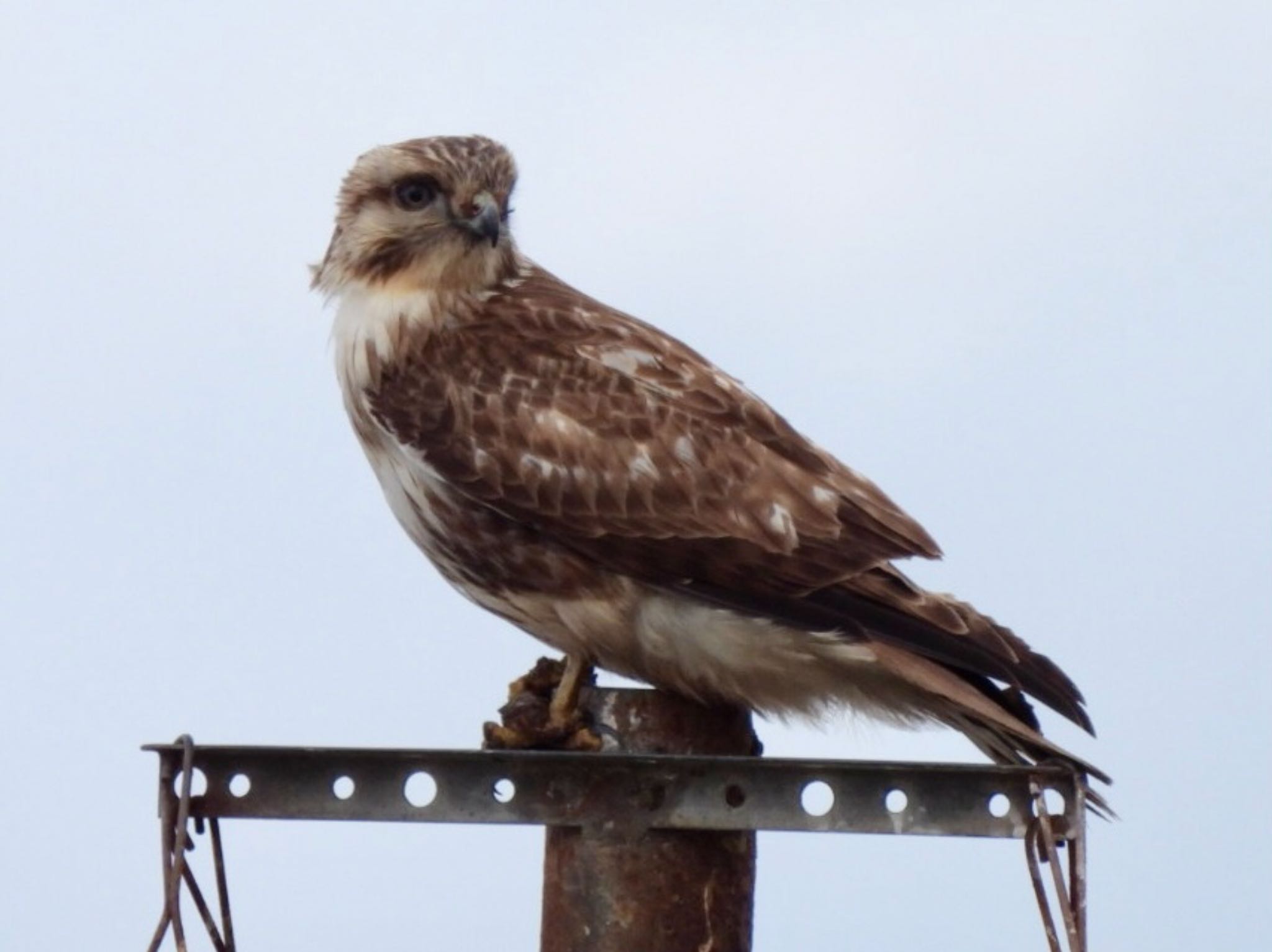 Eastern Buzzard