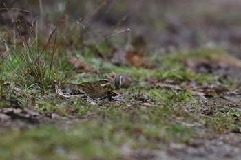 Tristram's Bunting 兵庫県 Sat, 12/12/2020